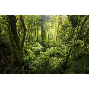 2022年BBC新作《绿色星球：植物的沉浸式生存世界》