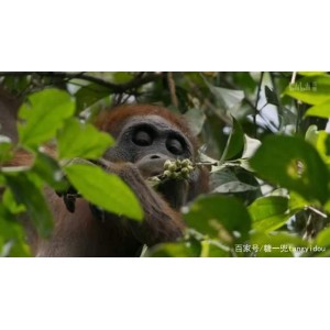 2022年BBC新作《绿色星球：植物的沉浸式生存世界》