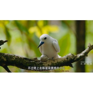 2022年BBC新作《绿色星球：植物的沉浸式生存世界》