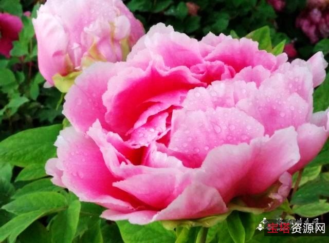 2021新洛阳4K高清！39集+最新！无广告！让你感受洛阳文化的厚重与深厚！