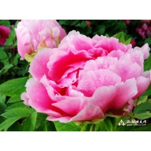 2021新洛阳4K高清！39集+最新！无广告！让你感受洛阳文化的厚重与深厚！